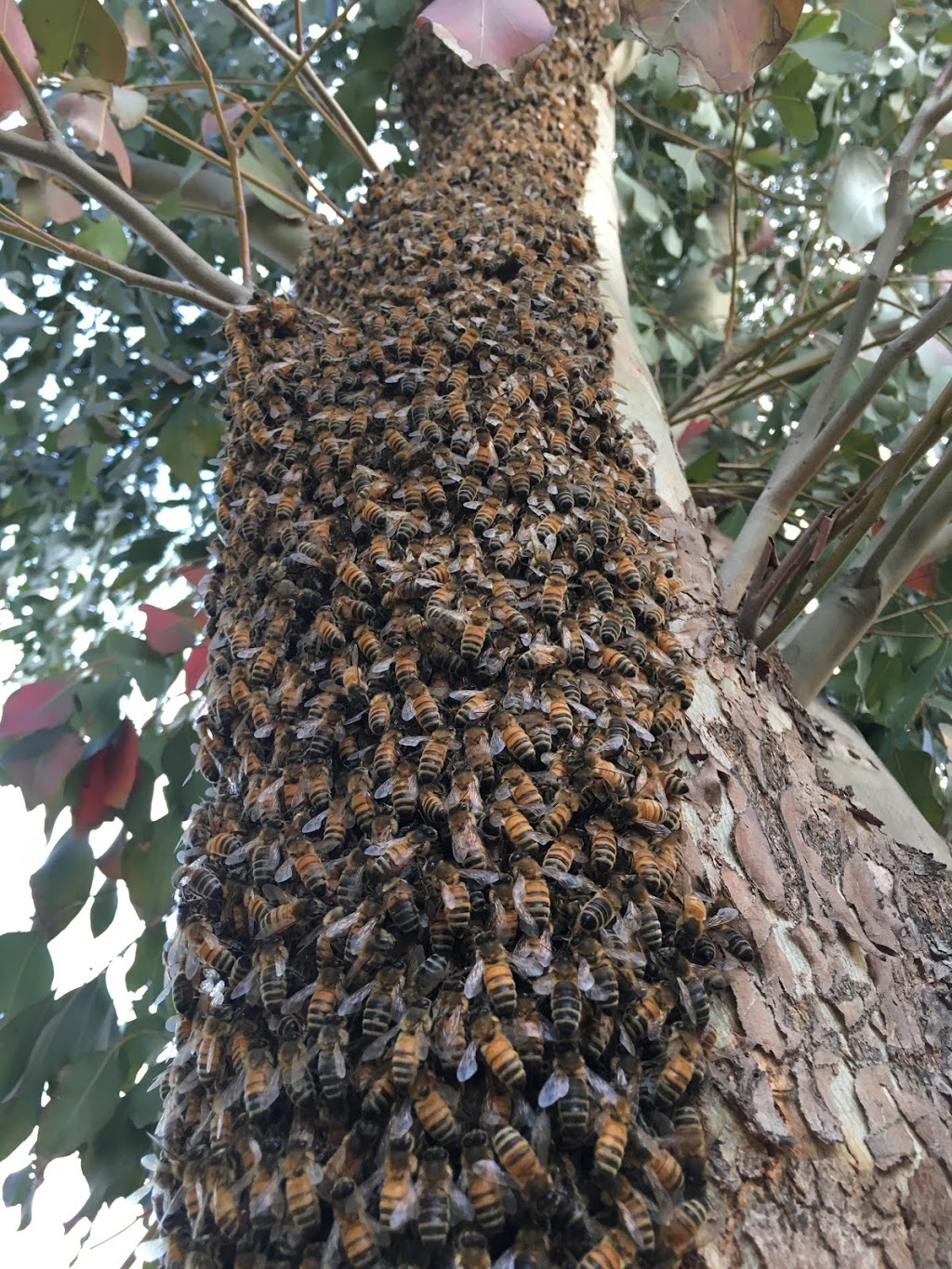 RPC Bee & Wasp Removal | 45 McKenzie Way, Doreen VIC 3754, Australia | Phone: 0478 308 361