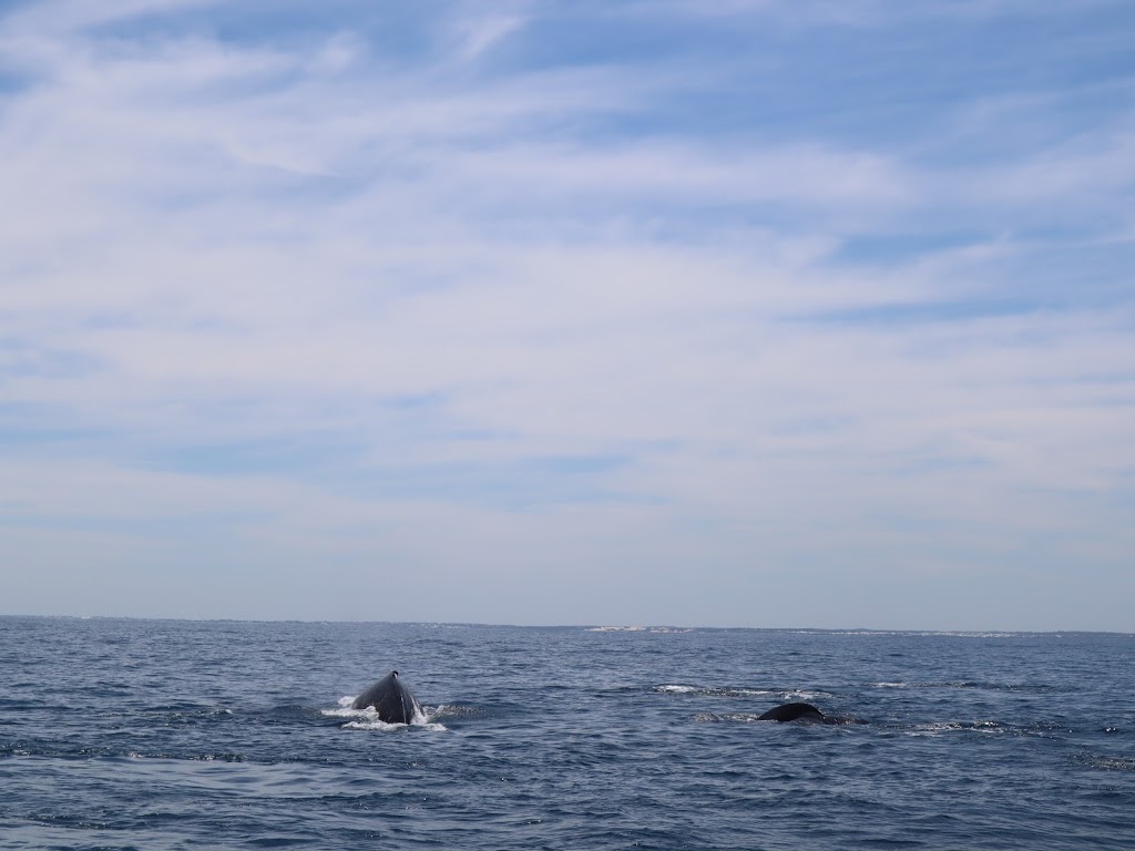 Whale Watching Perth | 86 Southside Dr, Hillarys WA 6025, Australia | Phone: (08) 9246 5334