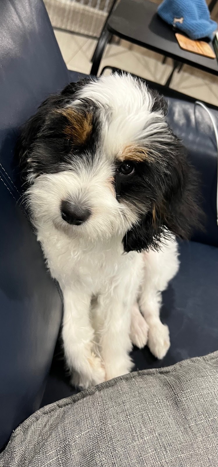 Rovers Run Puppies | 114-116 Smiths Ln, Pearcedale VIC 3912, Australia | Phone: 0493 135 429