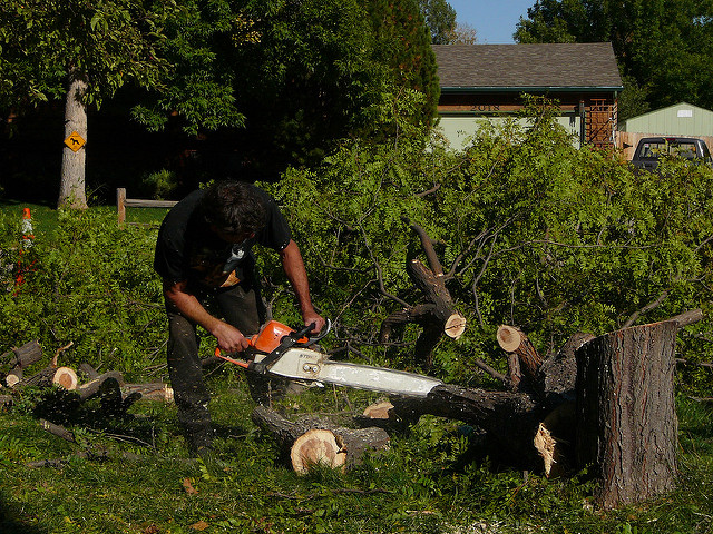 Caboolture Tree Removal North lakes |  | 3 Mason Ave, Kallangur QLD 4503, Australia | 0730640688 OR +61 7 3064 0688