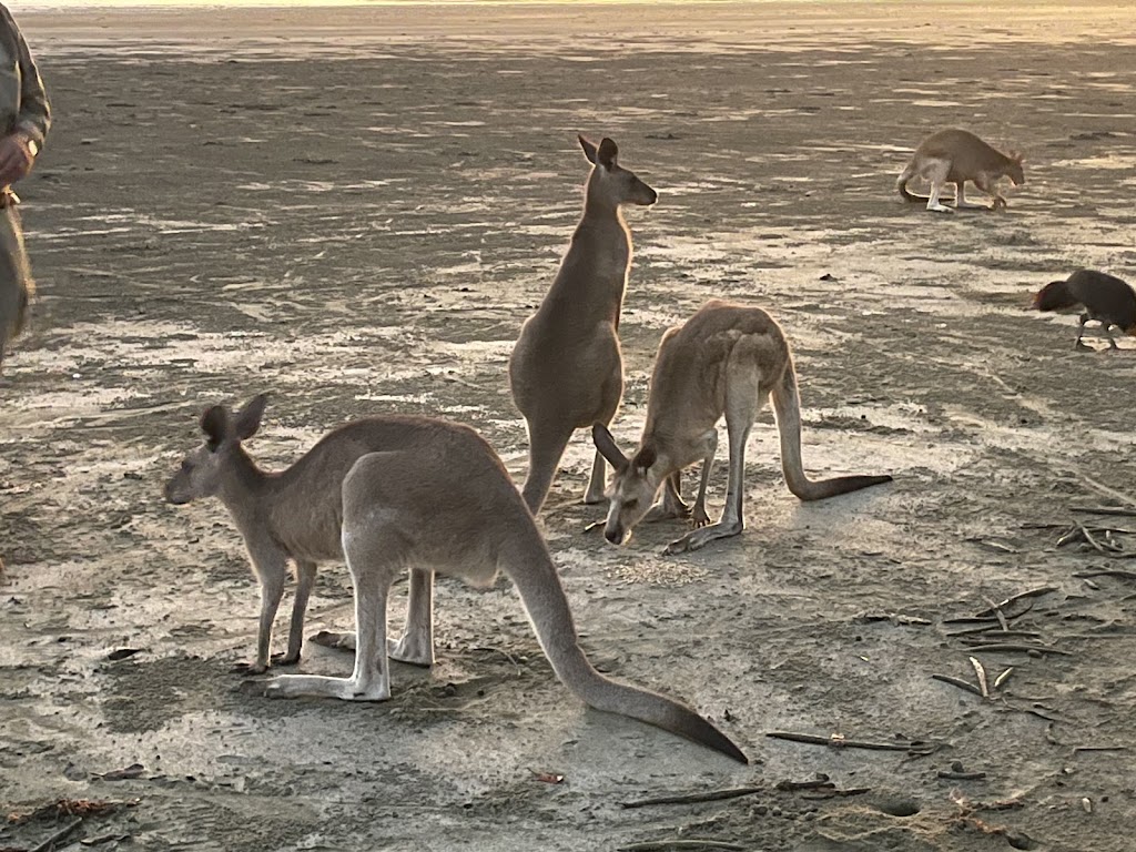 Cape Hillsborough Park | Cape Hillsborough Resort, Cape Hillsborough QLD 4740, Australia | Phone: (07) 4959 0152