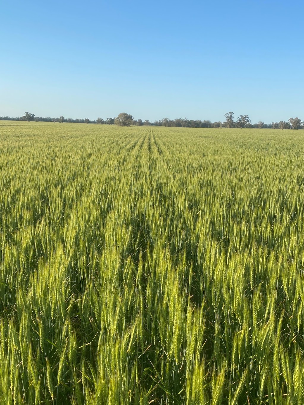 Matt Ward Agricultural Consulting | Tomingley, Narromine Rd, Narromine NSW 2821, Australia | Phone: 0418 665 676