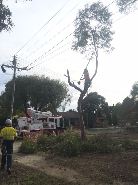 Pearcdale Tree Removal Services - Cut It Right | 54 Baxter-Tooradin Rd, Pearcedale VIC 3912, Australia | Phone: (03) 5976 3114