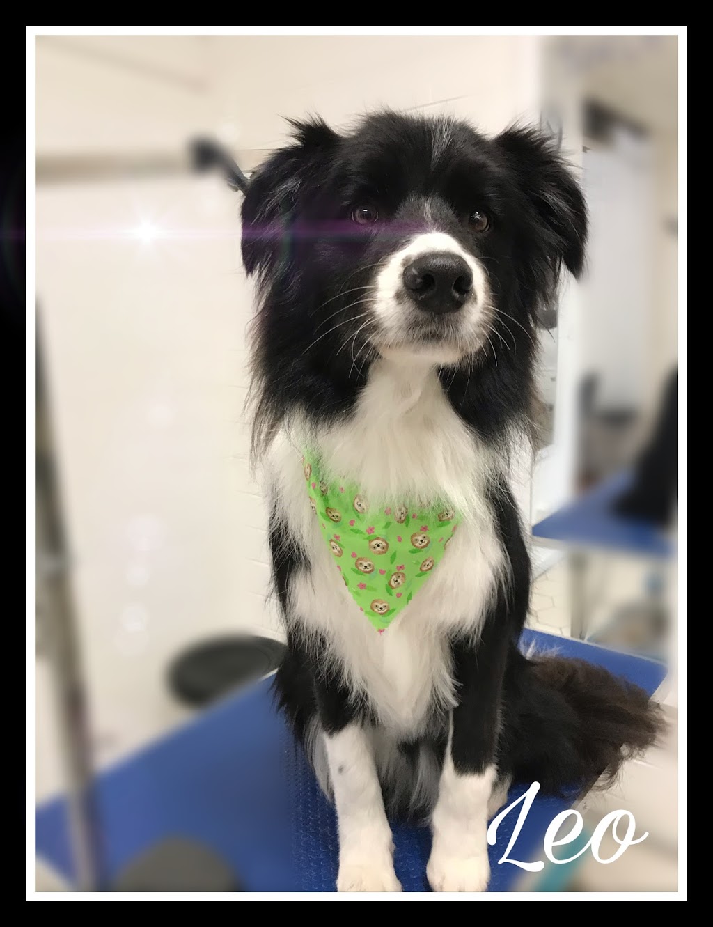 Platinum Dog Grooming | 60 Moreillon Boulevarde, Bannockburn VIC 3331, Australia | Phone: 0466 058 598