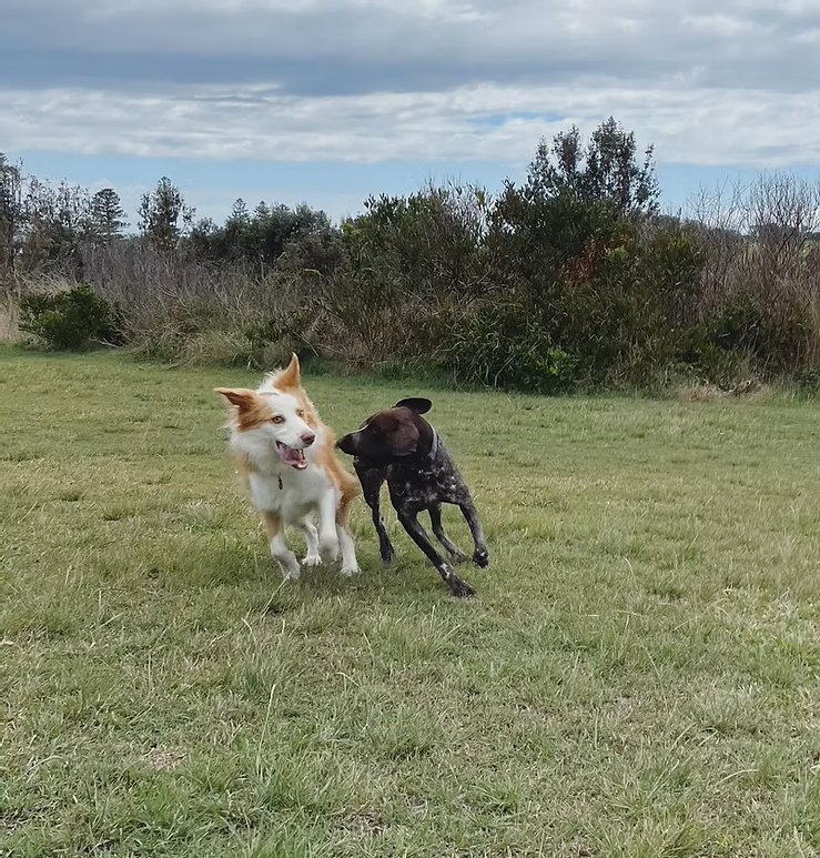 Wags Petcare | Cromer Rd, Cromer NSW 2099, Australia | Phone: 0426 171 191