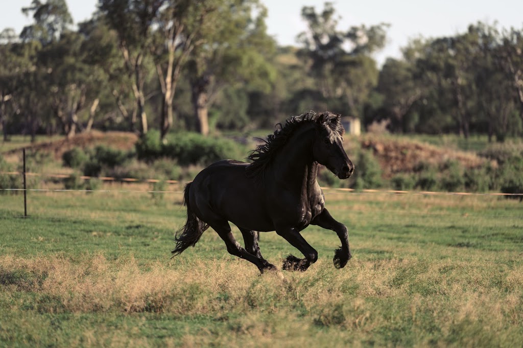 MasterRobins Photography | 2/59 Sanctuary Dr, Cranley QLD 4350, Australia | Phone: 0447 576 852