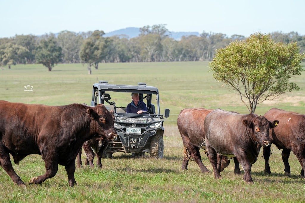 Oakton Shorthorns | 102 Sutherland Rd, Burrumbuttock NSW 2642, Australia | Phone: 0427 401 332
