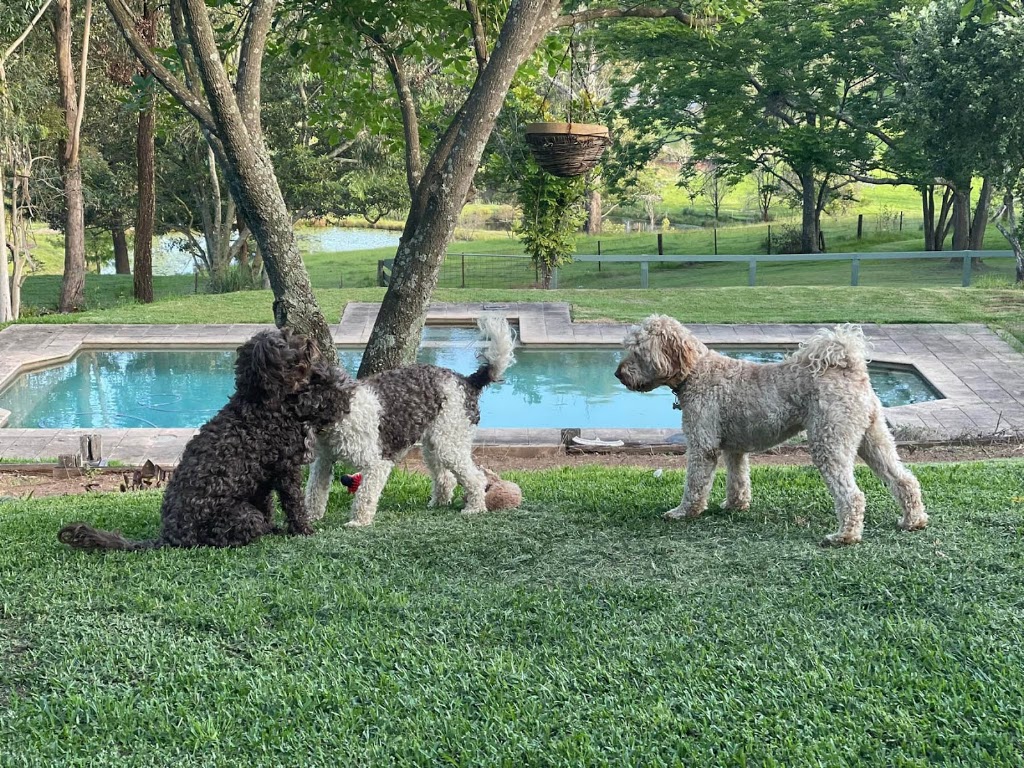 Woofs HQ | 16 E Kurrajong Rd, East Kurrajong NSW 2758, Australia | Phone: 0420 960 690