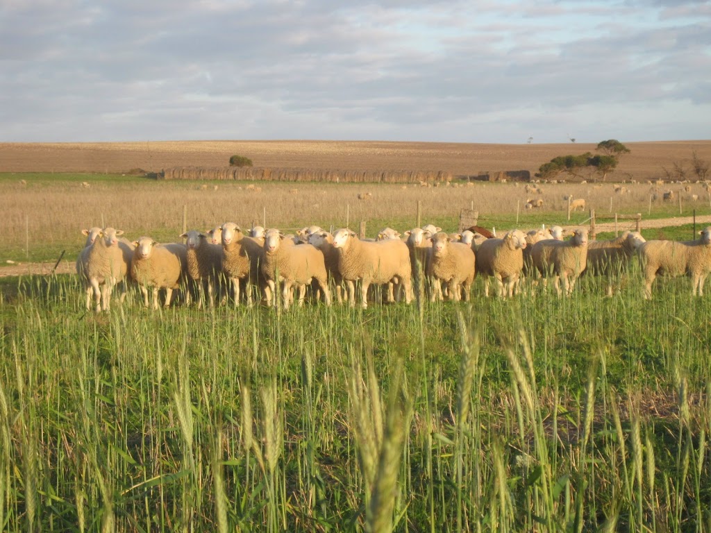 Illoura White Suffolk Sheep Stud | 392 Old Dukes Hwy, Moorlands SA 5301, Australia | Phone: 0407 580 925