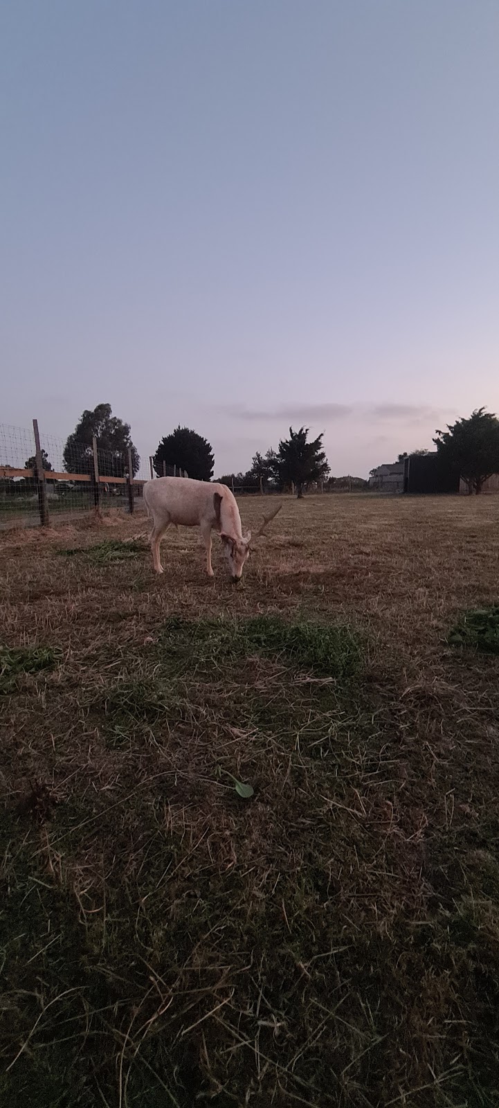 LGB Farm | 252 Soldiers Rd, Fish Creek VIC 3959, Australia | Phone: 0435 344 188