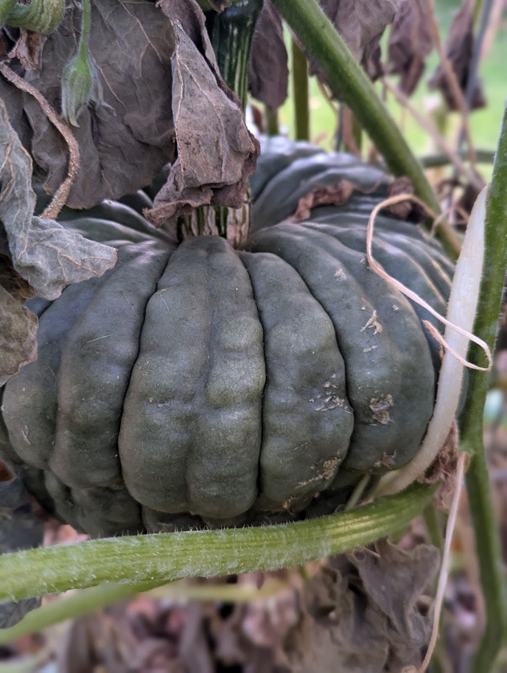 Harvest Haven Community Garden | 58 Murray St, Tumbarumba NSW 2653, Australia | Phone: 0429 654 734