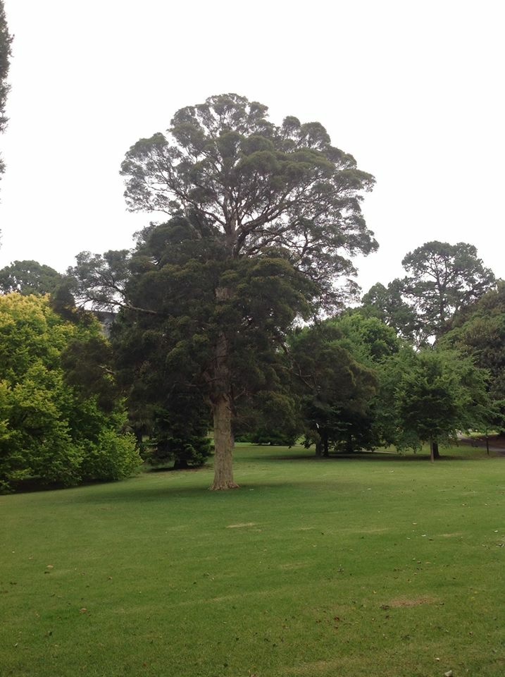 Plane Tree Walk | park | 230-298 Wellington Parade, East Melbourne VIC 3002, Australia