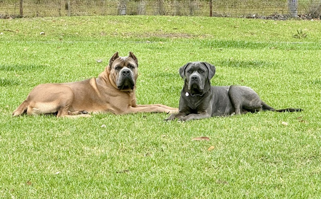 Lukes pet sitting Brisbane Northside | Jayleigh Ct, Morayfield QLD 4506, Australia | Phone: 0414 672 586
