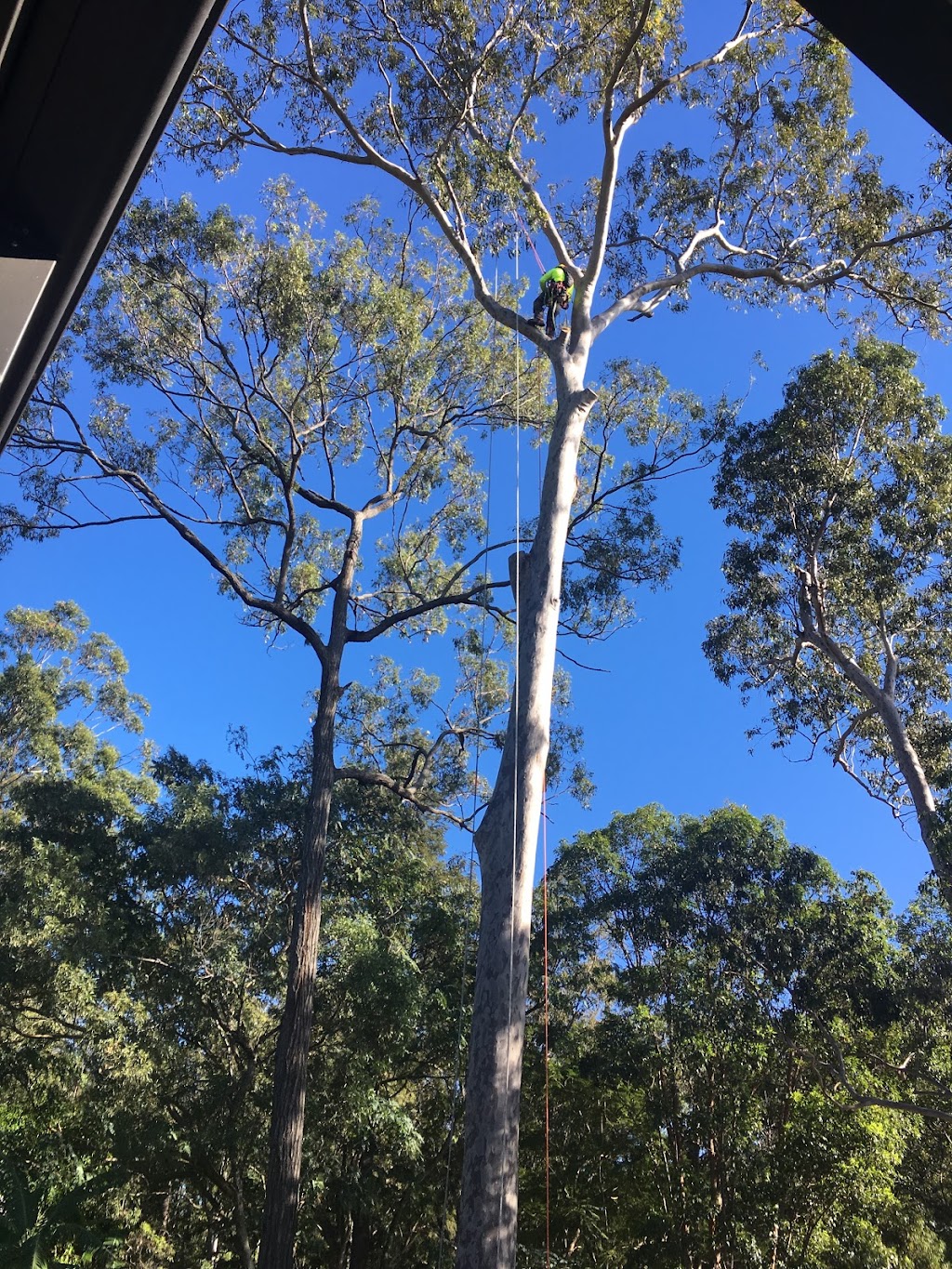 Gold Coast Tree Services | general contractor | 5 Fenton Dr, Tallebudgera QLD 4228, Australia | 0450800764 OR +61 450 800 764