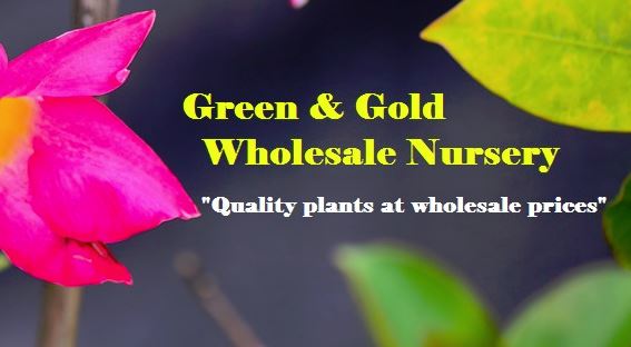 Green & Gold Wholesale Nursery | 164 Vonda Youngman Dr, Tamborine QLD 4270, Australia | Phone: 0400 465 092