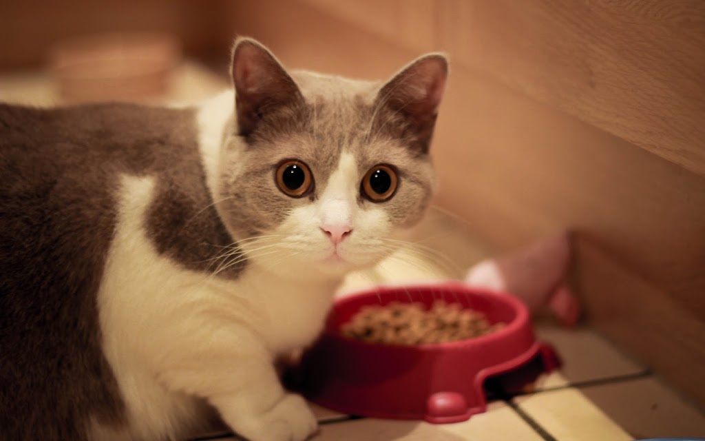 Cat Companion | 18 Binaville Ave, Burraneer NSW 2230, Australia | Phone: 0421 088 150