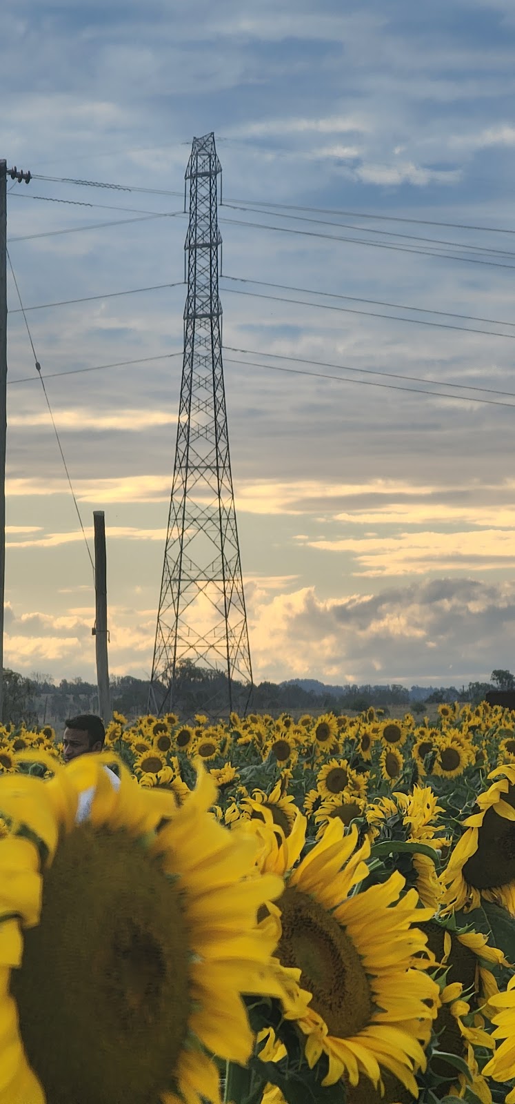 Warraba Sunflowers | 439 Mcnallys Rd, Cambooya QLD 4358, Australia | Phone: 0475 389 305