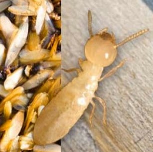 Sydney Termites | 49 Frenchs Forest Rd E, Frenchs Forest NSW 2086, Australia | Phone: 0448 449 075