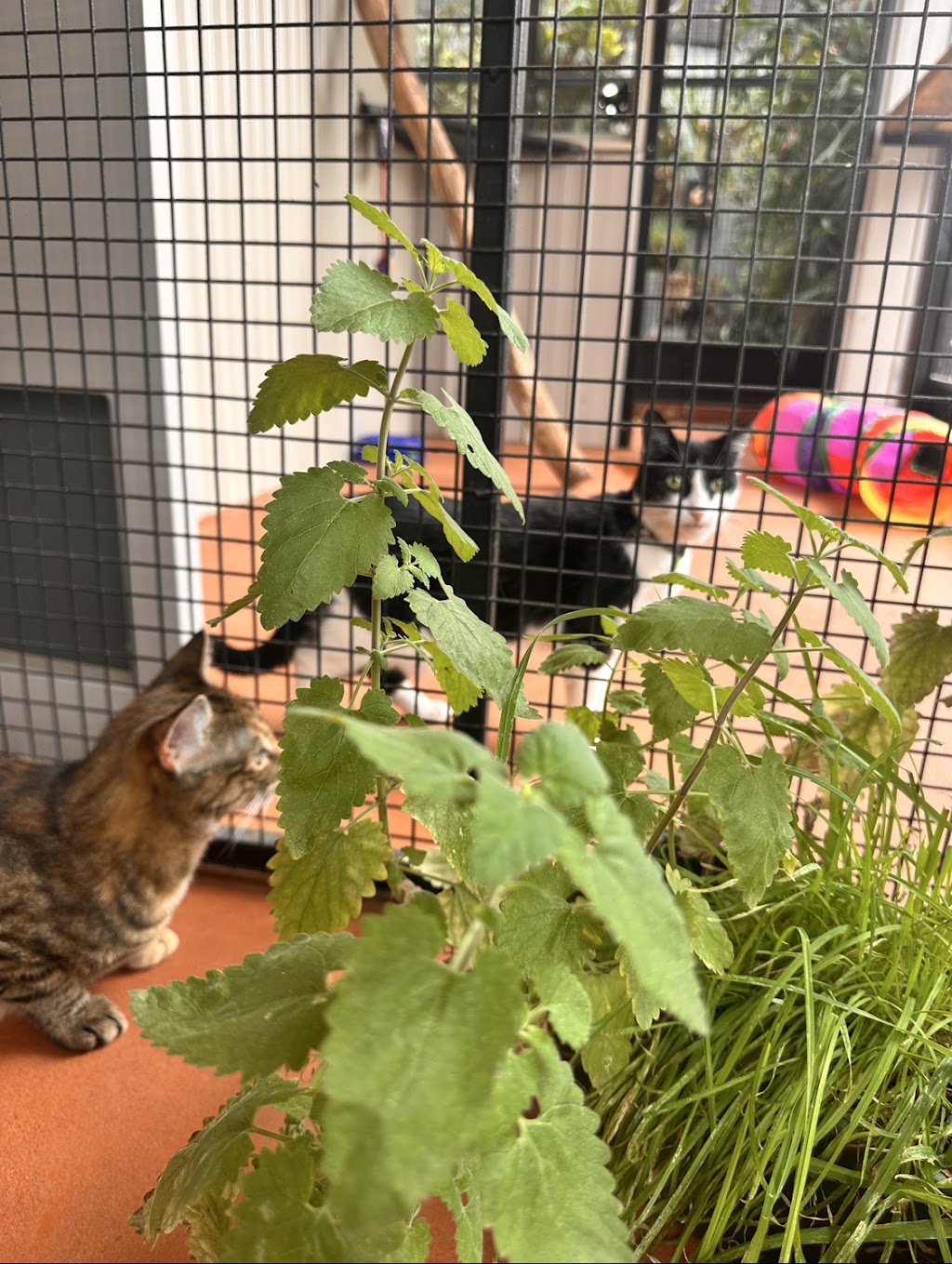 Crazy Cats Cattery | 555 Schoolhouse Ln, Tallarook VIC 3659, Australia | Phone: 0481 005 509