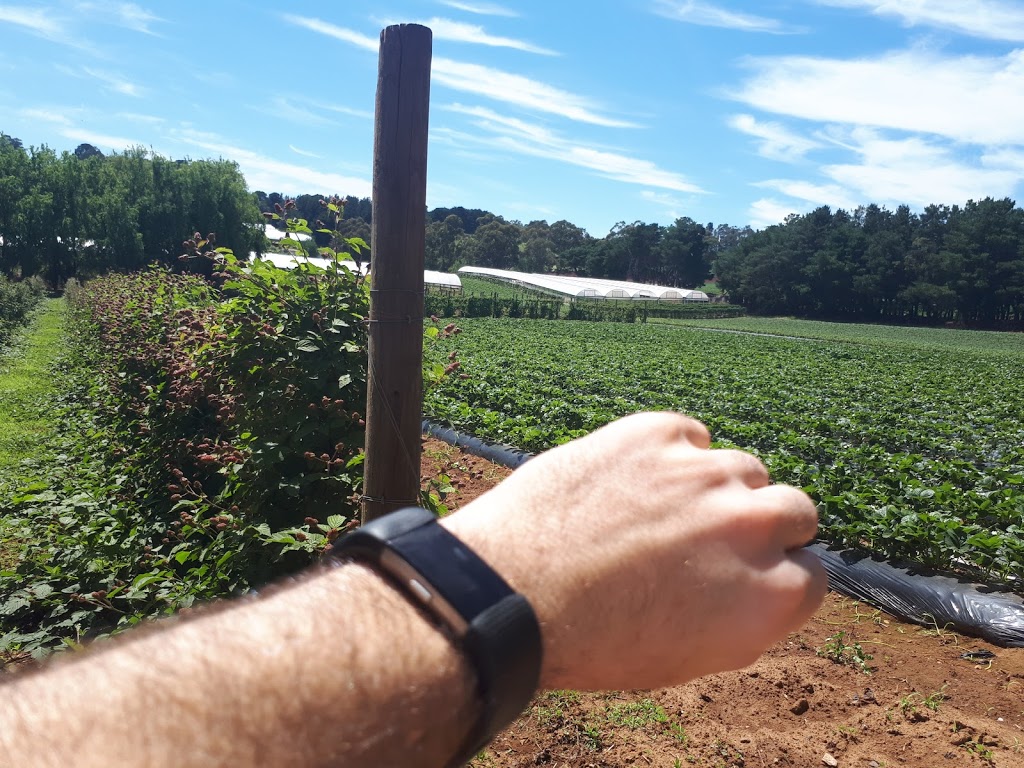 Kookaberry Strawberry Farm | 25 Lewis Rd, Wandin VIC 3139, Australia | Phone: 0415 768 222