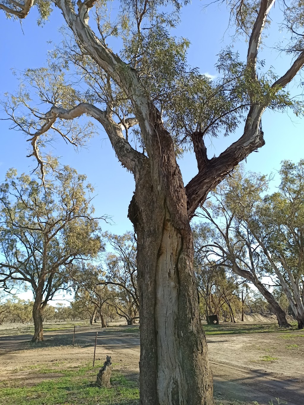 Bindara on the Darling | campground | Bindara, Tandou Rd, Menindee NSW 2879, Australia | 0880917412 OR +61 8 8091 7412