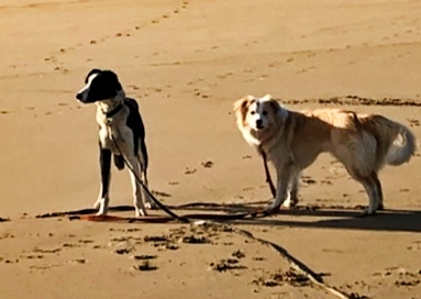 EVERYDOG Behaviour & Training | 10 Anderson View Rd, Venus Bay VIC 3956, Australia | Phone: 0412 874 318