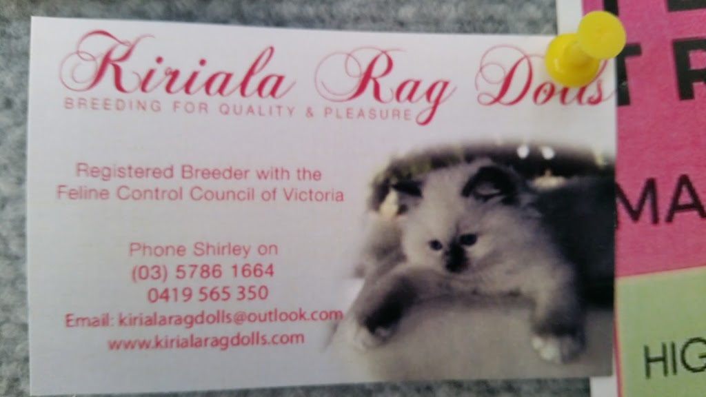 Kiri Lodge Cattery | veterinary care | 28 Sycamore Grove, Kinglake VIC 3757, Australia | 0357861664 OR +61 3 5786 1664