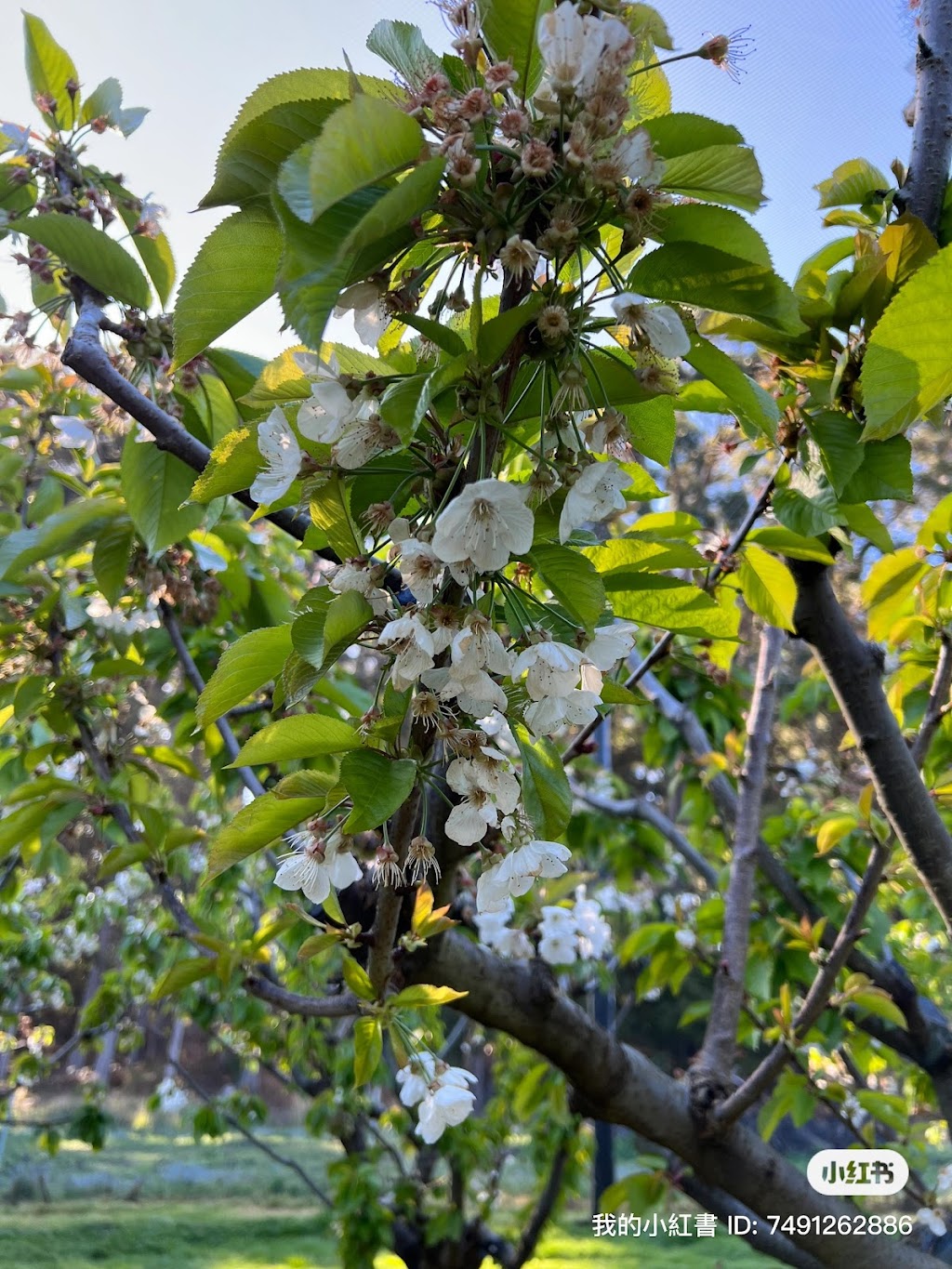 Sweetheart Cherry | 32 Lookout Rd, Port Arthur TAS 7182, Australia | Phone: 0401 748 373