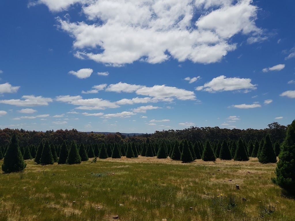 Daylesford Christmas Tree Farm | 197 Coopers Ln, Daylesford VIC 3461, Australia | Phone: 0418 509 776