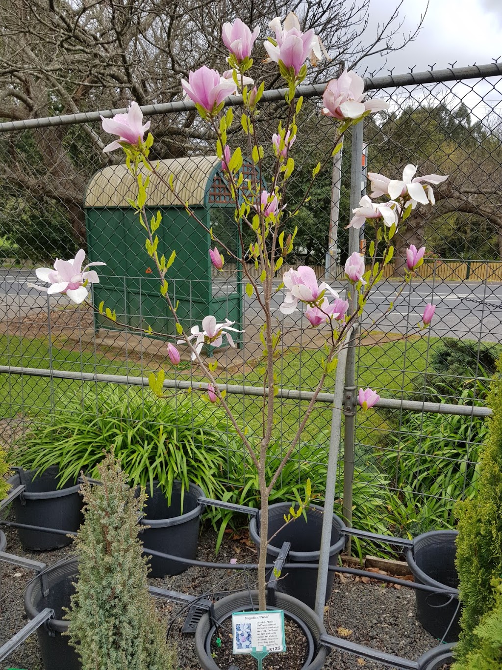 Conifer Gardens Nursery | 254 Mount Dandenong Tourist Rd, Ferny Creek VIC 3786, Australia | Phone: (03) 9755 1793