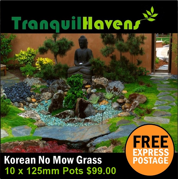 Tranquil Havens Nursery | store | 12 Singleton Ave, Thornton NSW 2322, Australia | 0410663135 OR +61 410 663 135