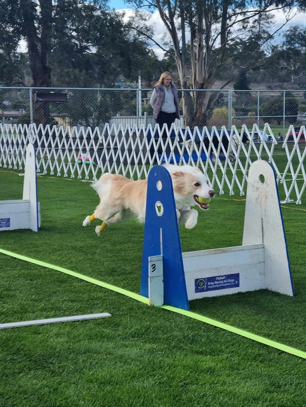 Tassie Flying Paws Dog Club | Glen Lea Rd, Pontville TAS 7030, Australia | Phone: 0407 873 485