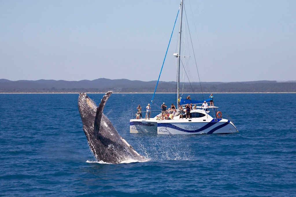 Blue Dolphin Marine Tours | Great Sandy Straits Marina, Hervey Bay QLD 4655, Australia | Phone: (07) 4124 9600