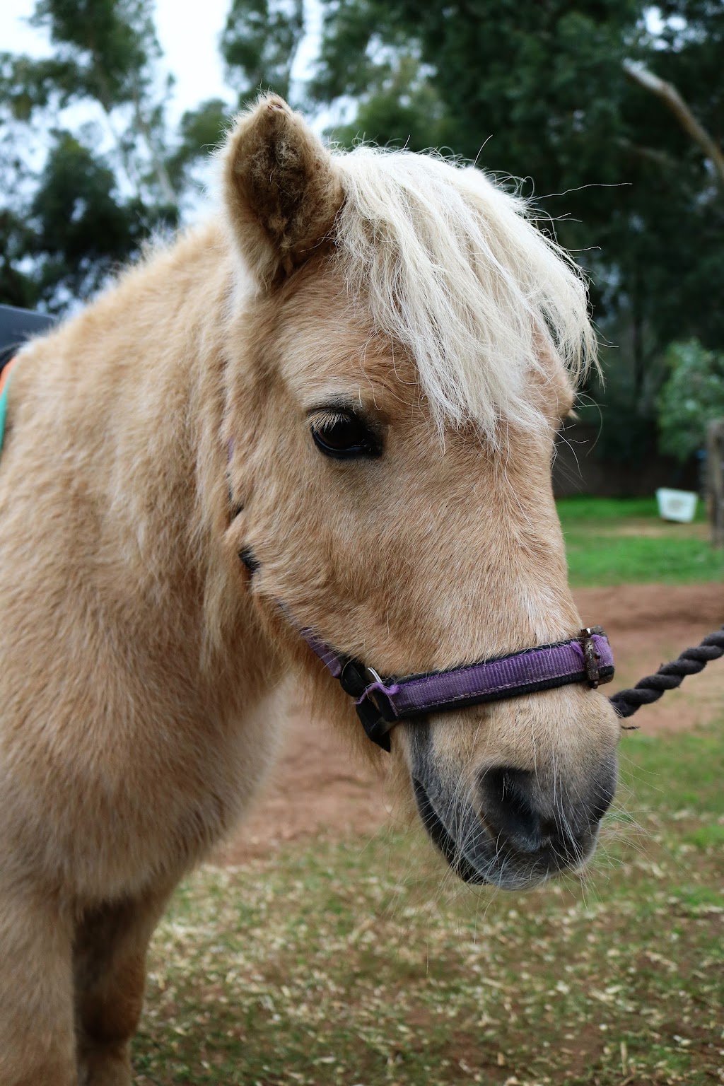 Forge Farm Riding School | 1830 Forge Dr, Chidlow WA 6556, Australia | Phone: 0452 581 183