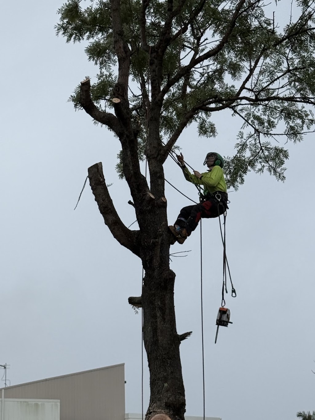 Fine Cut Tree Service | 199 Cawdor Rd, Cawdor NSW 2570, Australia | Phone: 0417 791 567
