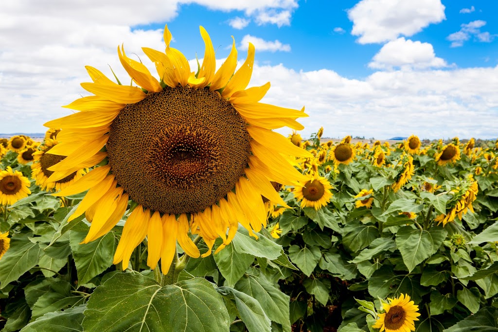 Beginner to Advanced Photography Courses in Toowoomba |  | 7/43 McGregor St, Wilsonton QLD 4350, Australia | 0437828418 OR +61 437 828 418