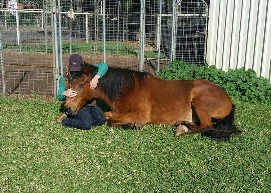 Western Plains Riding Centre | 8 Merrilea Rd, Dubbo NSW 2830, Australia | Phone: 0418 220 434