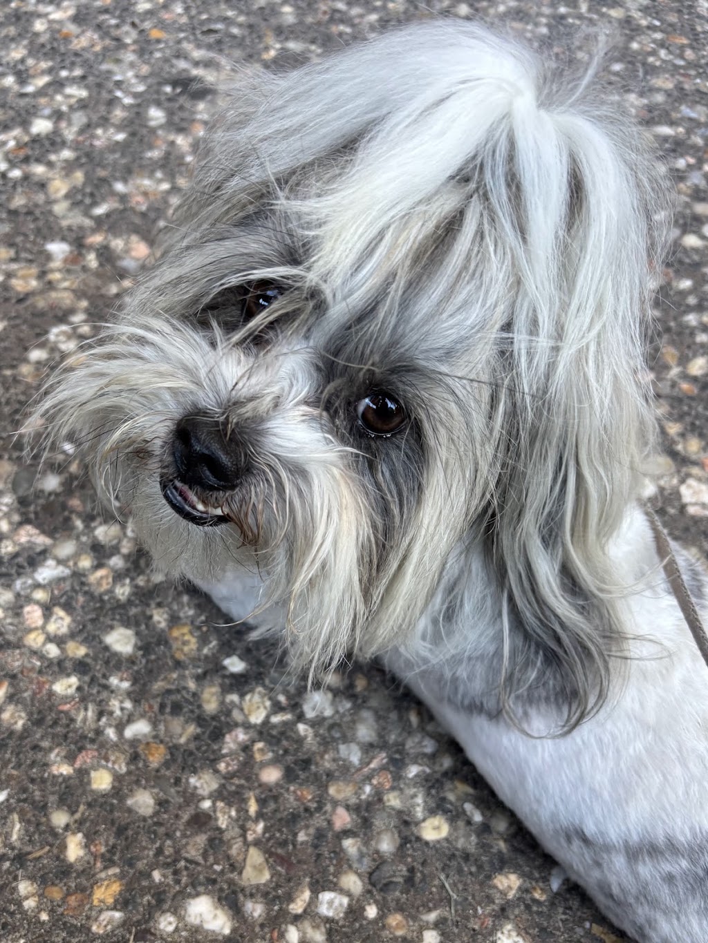 Little paws by staceylee | 46 Mulherin Dr, Mackay Harbour QLD 4740, Australia | Phone: 0447 142 687
