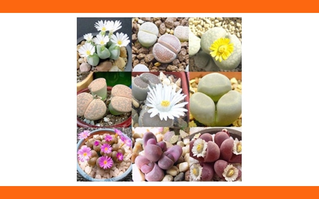 Ole Lantana Seeds | florist | 305 MacKenzie St, Centenary Heights QLD 4350, Australia | 0746353174 OR +61 7 4635 3174