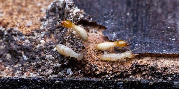 Detecta-Pest & Termite - Grafton | home goods store | 150 Cambridge St, South Grafton NSW 2460, Australia | 0473197265 OR +61 473 197 265
