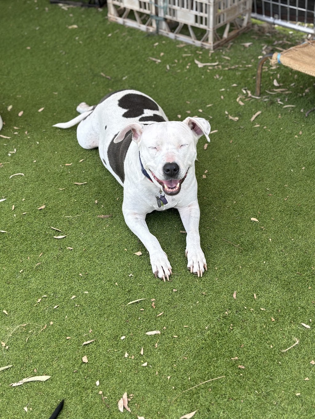 Pawfect Paws | Showgrounds, Glenvale Rd, Glenvale QLD 4350, Australia | Phone: 0431 851 501