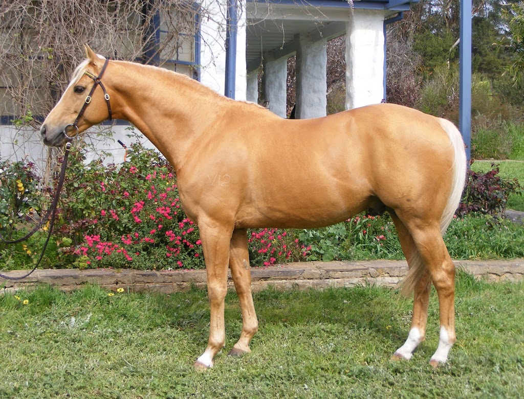 Chalani Australian Stock Horses | 190 Highland Valley Rd, Highland Valley SA 5255, Australia | Phone: 0413 282 444