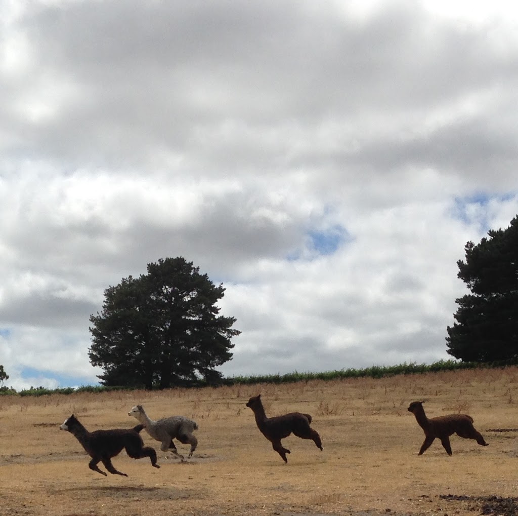 Haylilla Alpacas | Brunato Rd, Blewitt Springs SA 5171, Australia | Phone: 0419 597 998