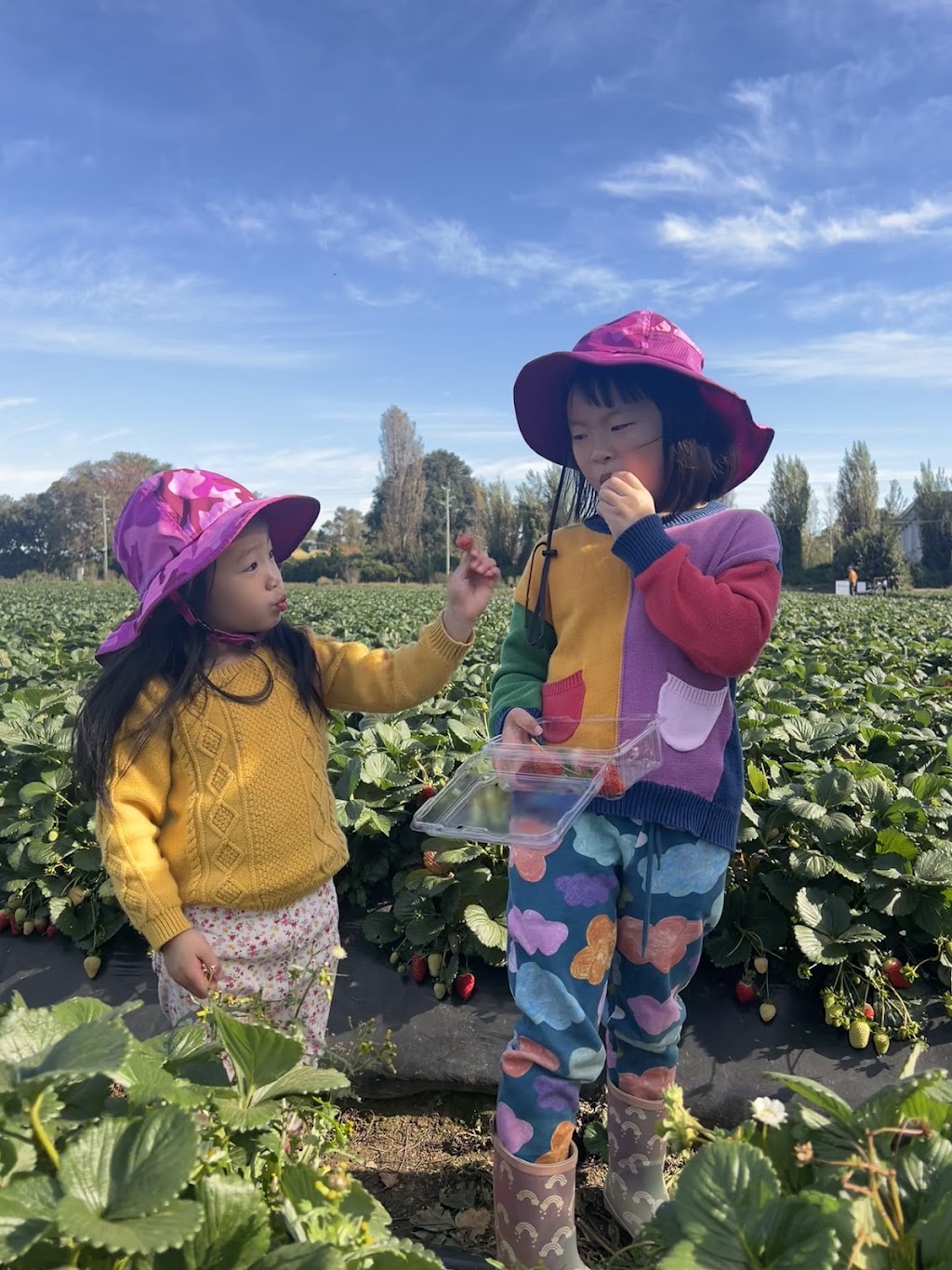 Naturipe Fruits - Bacchus Marsh Strawberry Farm | 534 Bacchus Marsh Rd, Bacchus Marsh VIC 3340, Australia | Phone: 0419 340 363