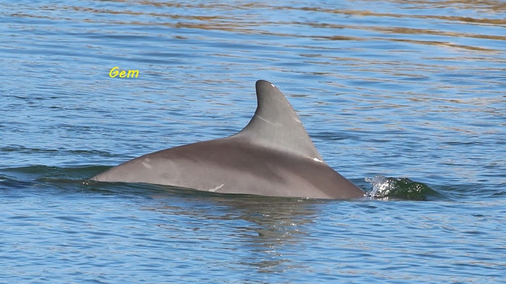 Dolphin Sanctuary Kayak Tours |  | Lot 204 Garden Island Rd, Port Adelaide SA 5015, Australia | 0419022354 OR +61 419 022 354