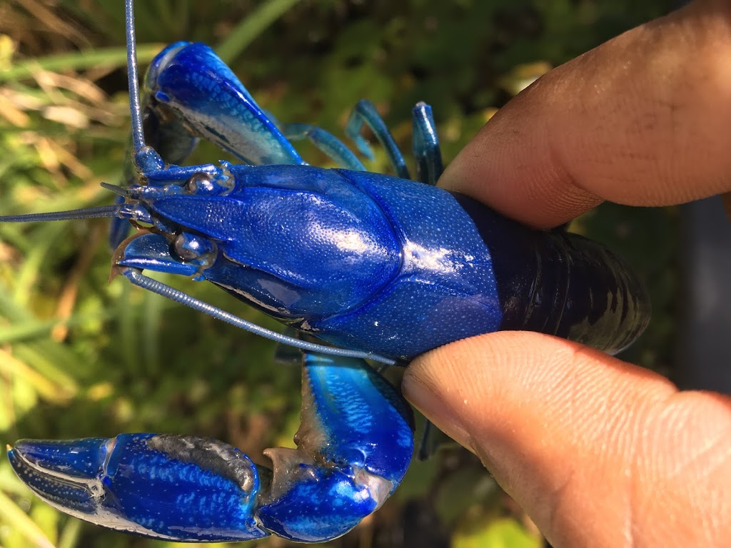 Electric Blue Yabbies For sale | pet store | 2/9 Merino Entrance, Cockburn Central, 6164, Australia | 0401629895 OR +61 401 629 895