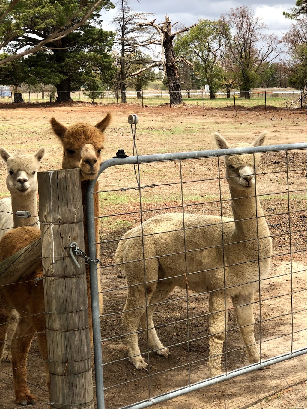 Marchmont Park Alpacas | food | 11366 Wee Jasper Rd, Yass NSW 2582, Australia | 0262262062 OR +61 2 6226 2062