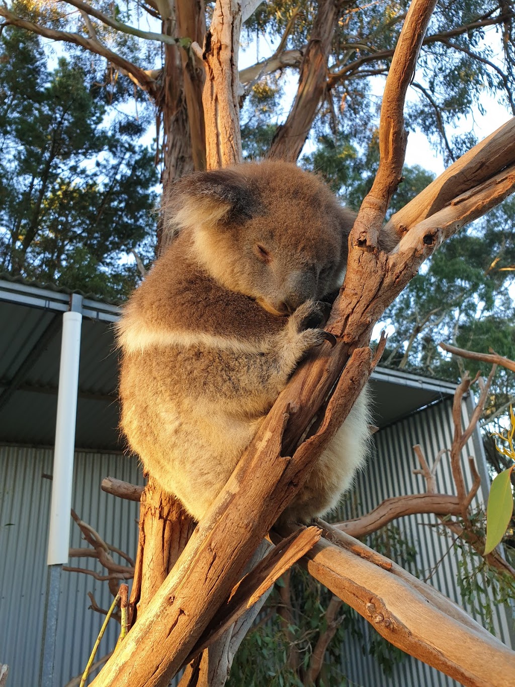 Kangaroo Island Wildlife Park | zoo | 4068 Playford Hwy, Seddon SA 5220, Australia | 0885596050 OR +61 8 8559 6050