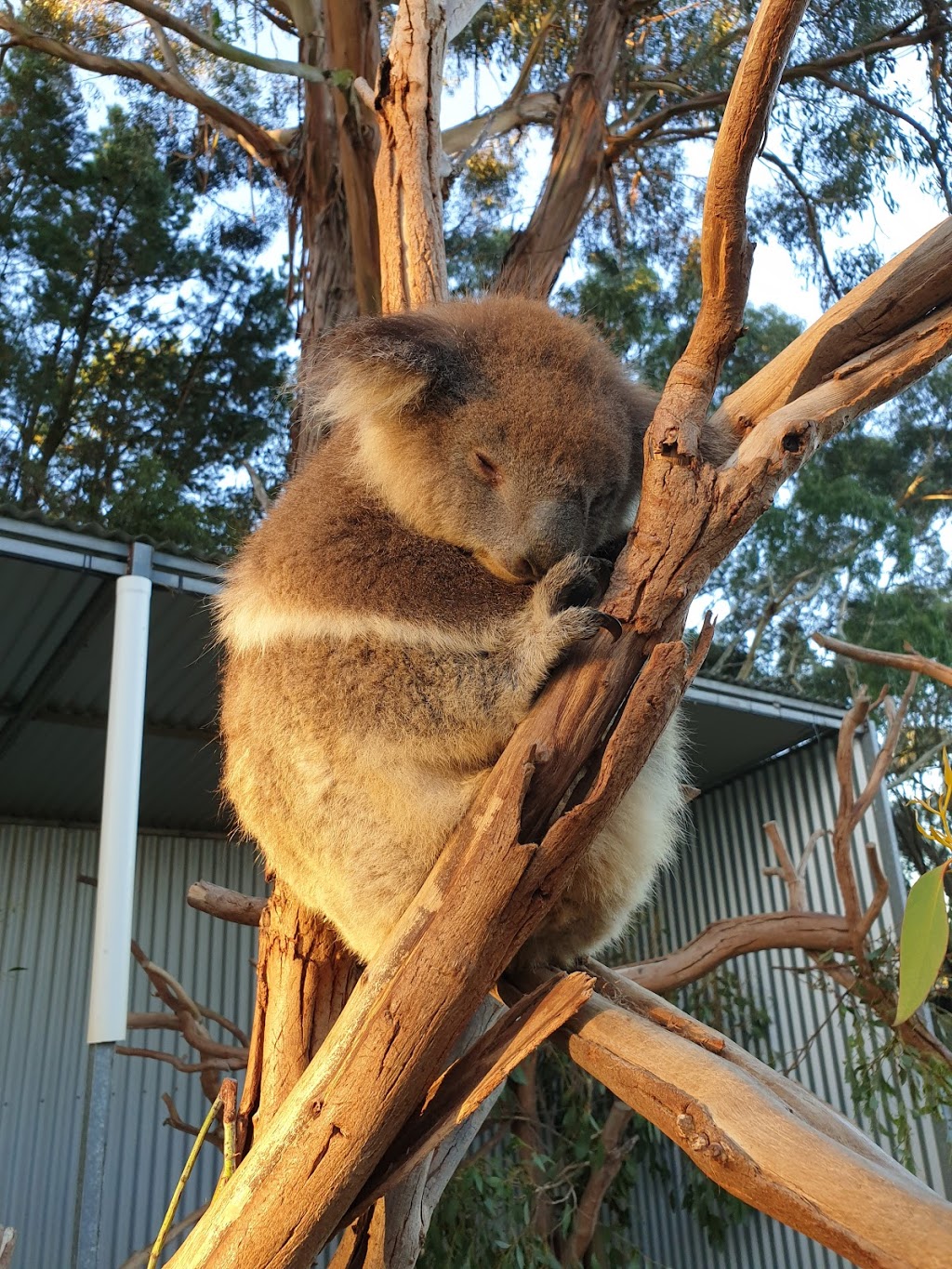 Kangaroo Island Wildlife Park | 4068 Playford Hwy, Seddon SA 5220, Australia | Phone: (08) 8559 6050