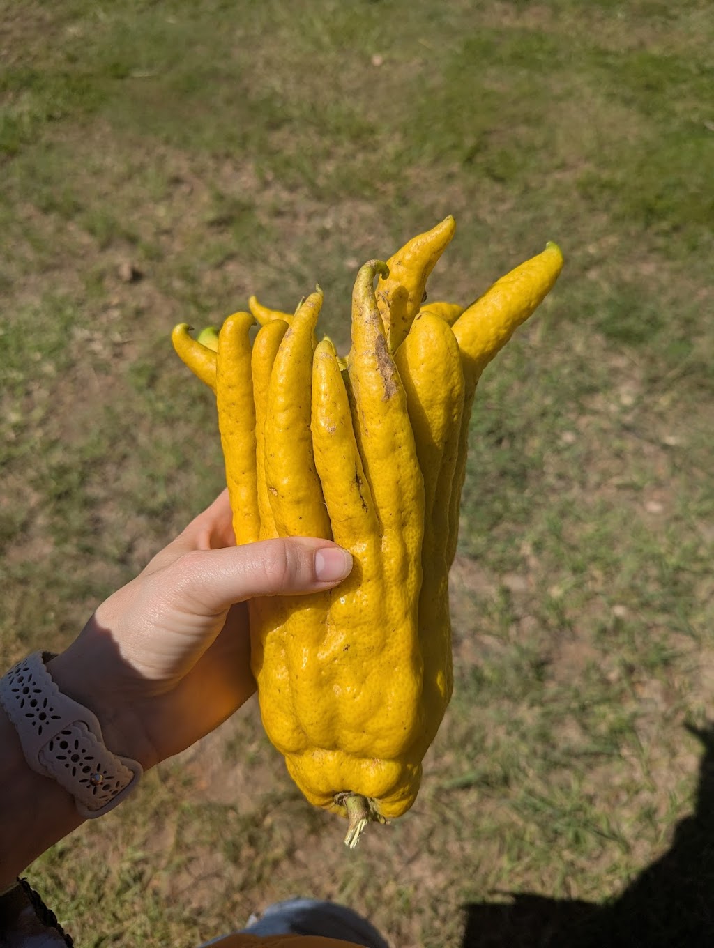 Ellias Garden | Farm Visits & Pick Your Own Produce | 1819 Tarome Rd, Moorang QLD 4340, Australia | Phone: 0491 100 661